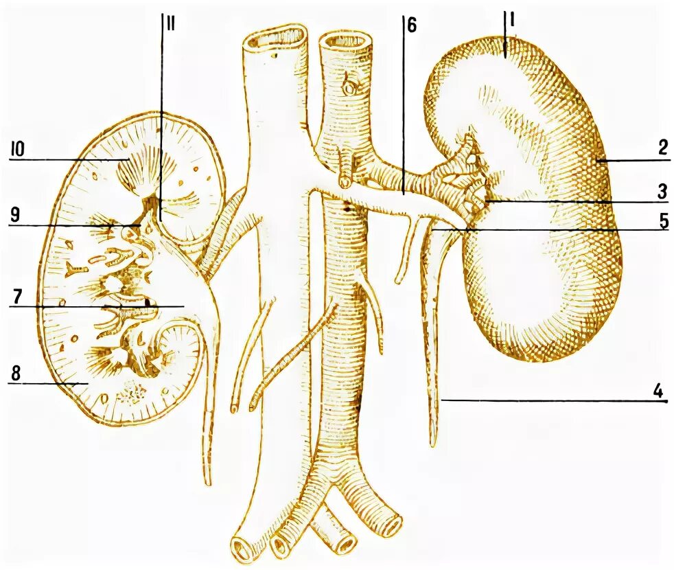 Почечная Вена анатомия. Почечные ворота почечная артерия. Топография почечной ножки спереди назад. Укажите края почки