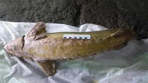 Сибирский осетр штраф