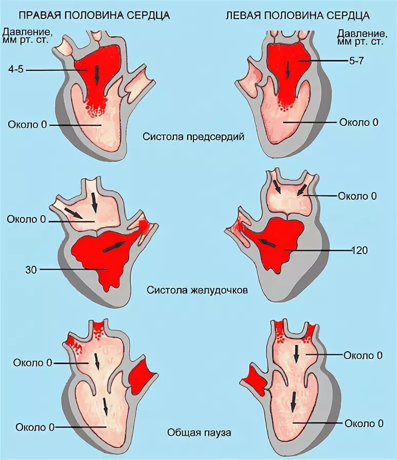 Фазы сердечного цикла давление крови в полостях сердца. Объем крови в полостях сердца в различные фазы кардиоцикла. Давление крови в камерах сердца в различные фазы. Сердечный цикл изменение давления.