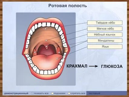 Полость рта сверху