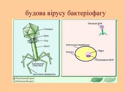 Бактериофаг клетка