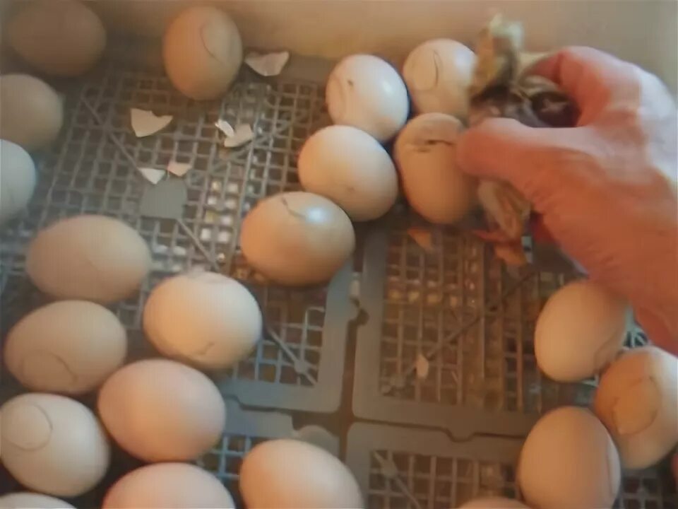 Вылупление цыплят в инкубаторе