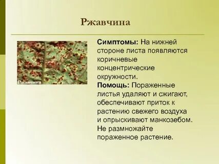 Симптомы проявления ржавчины гороха