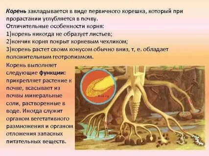 Намерении корень