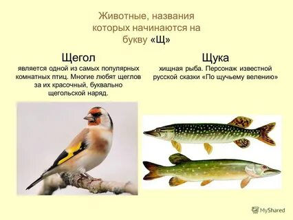 Животные на щ