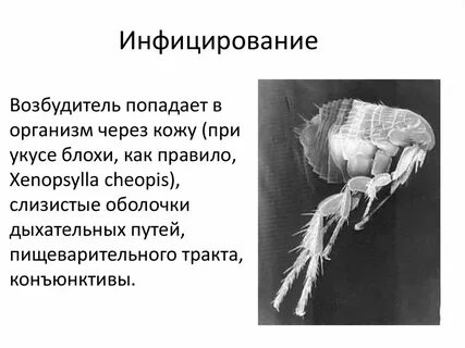 Значение блох