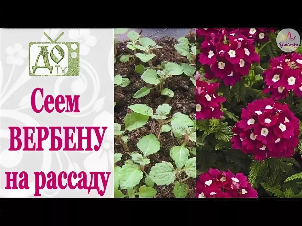 Вербена от посева до цветения. Klumba-plus Дзен