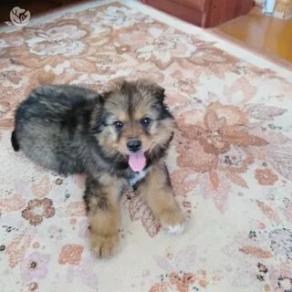 Авито ульяновск собаки