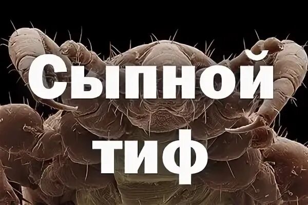 Сыпной тиф клещи