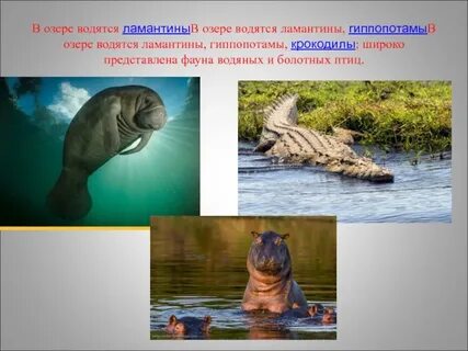 В лесном озере водились