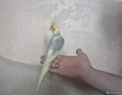 Кореллы купаются
