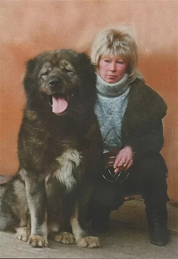 Русский рискованный. Русский рискованный. Рискованный бизнес кадры. Татьяна овчарка. Кавказская овчарка русский риск.