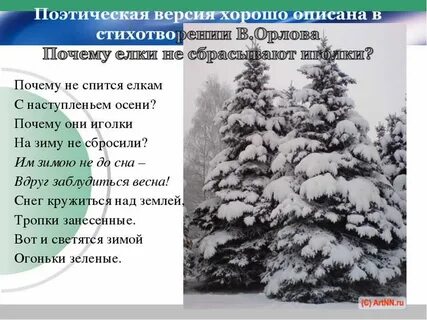 Почему ель сбрасывает