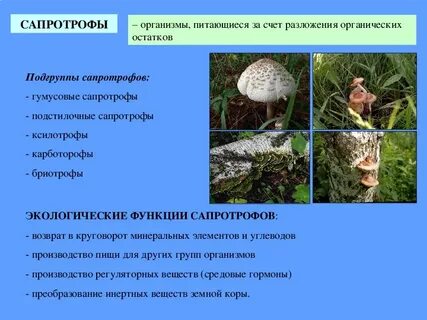 Грибы экологическая роль