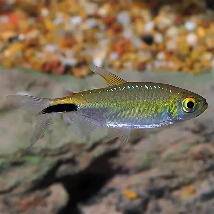 Tetrapond koi sticks 10l. Тетра 15. Tetrawafermix корм-чипсы для всех донных рыб 3,6 л. Black neon tetra. 11.