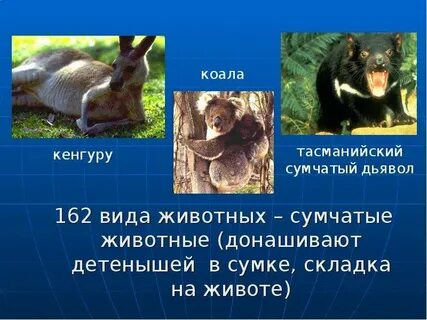Почему низшие млекопитающие донашивают детеныша в сумке