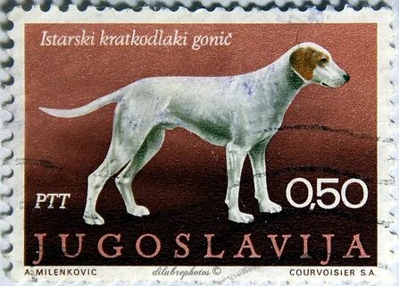 Собака 1970