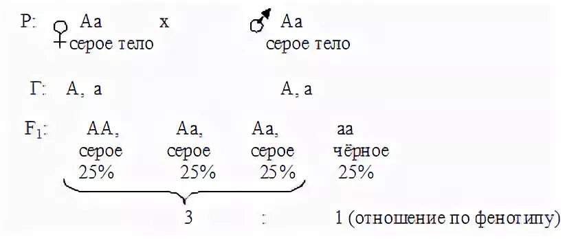 Определите фенотипа растения томата с генотипом