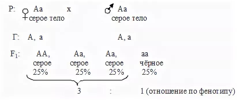 Задачи по генетике неполное доминирование. При скрещивании между собой растений редиса с овальными. Задачи по генетике по дигетерозиготных. Решение задач по генетике с объяснением и ответами на все типы. Дигетерозиготный хомяк