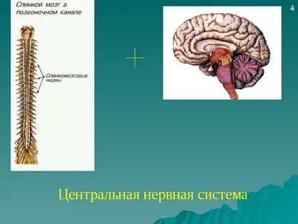 Спинной мозг это центральная нервная система