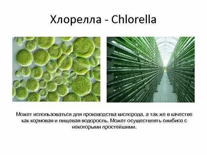 Водорослью зоохлореллой и амебой