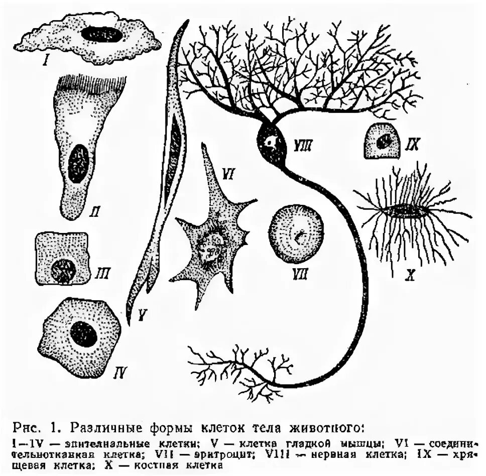 Типы клеток человека. Разные формы клеток. Форма строение клетки. Разнообразие форм клеток. Формы клеток.