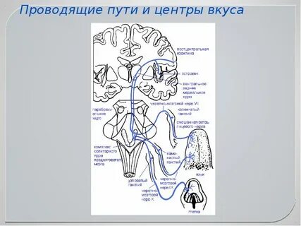 Проводниковый отдел вкусовой системы