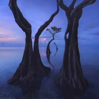 Dancing tree