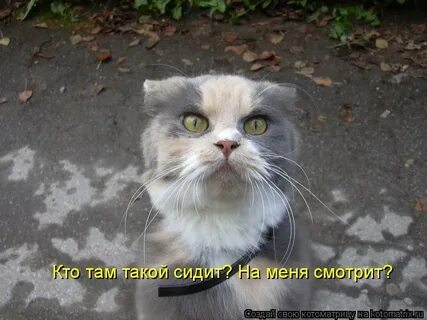 Да я сорвался