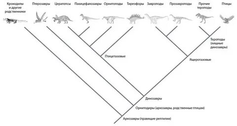 Крокодил систематическая группа