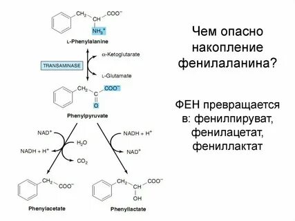 Фенилаланин что это такое