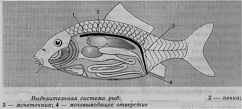 Выделения рыбы