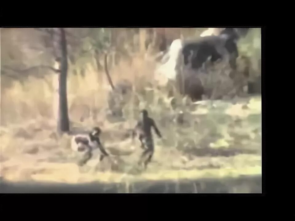 Обезьяны на кабане видео. Обезьяна оседлала кабана. обезьяна скачет на кабане. мальчик верхом на кабане. мартышка на кабане.