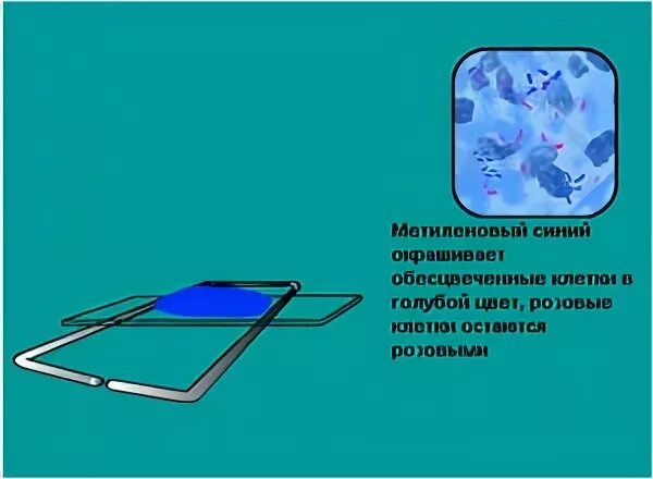 Мазок по цилю нильсену