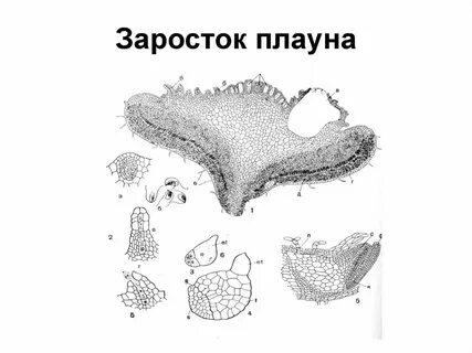 Заросток плауна набор