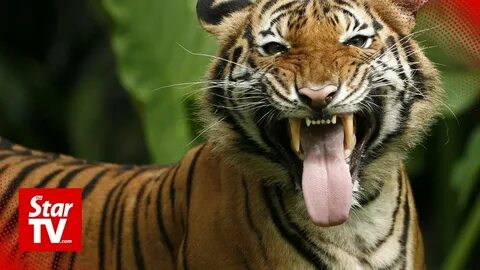 I am tiger