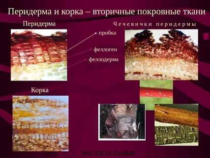 Вторичные ткани