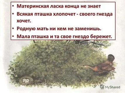 Вопросы к рассказу капалуха