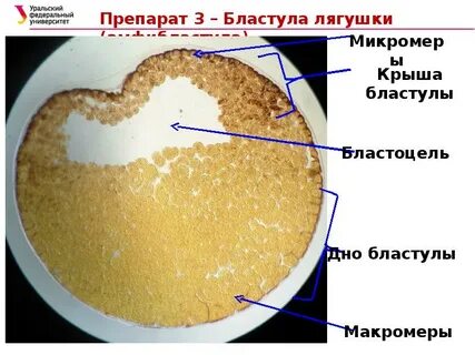 Самые маленькие размеры имеет яйцеклетка трески лягушки