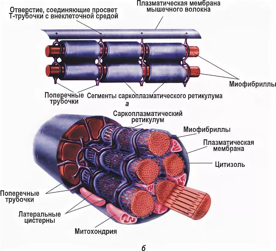 Строение трубочек. Саркоплазматический ретикулум и l трубочки. Строение саркоплазматического ретикулума мышечного волокна. Строение мышечного волокна саркоплазма. Поперечные трубочки и саркоплазматический ретикулум.