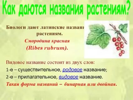 Пять растений назвать