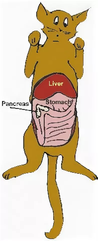 Печень кота. Анатомия кота мочевой пузырь.
