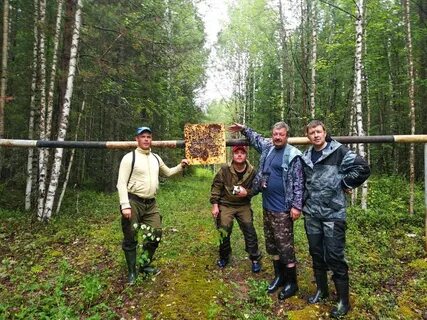 Проект тайга