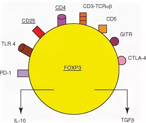 т-клетки мембранные маркеры. мембранные маркеры. мембранные маркеры клеток cd-антигены. регуляторные функции т-лимфоцитов. маркеры т лимфоцитов cd 8.