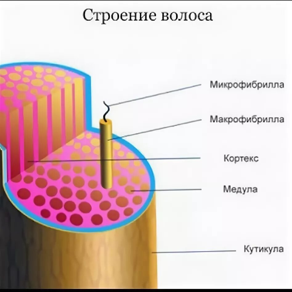 Строение волоса брови кутикула Кортекс Медула. Строение волоса Медула Кортекс. Строение волоса человека. Строение волоса Кортекс и кутикула.