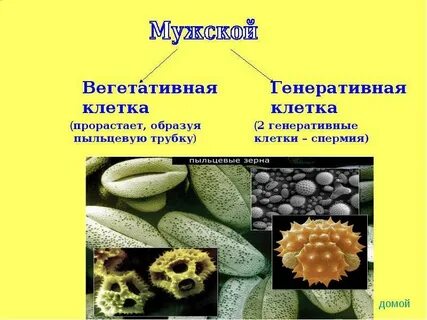 Генеративная клетка