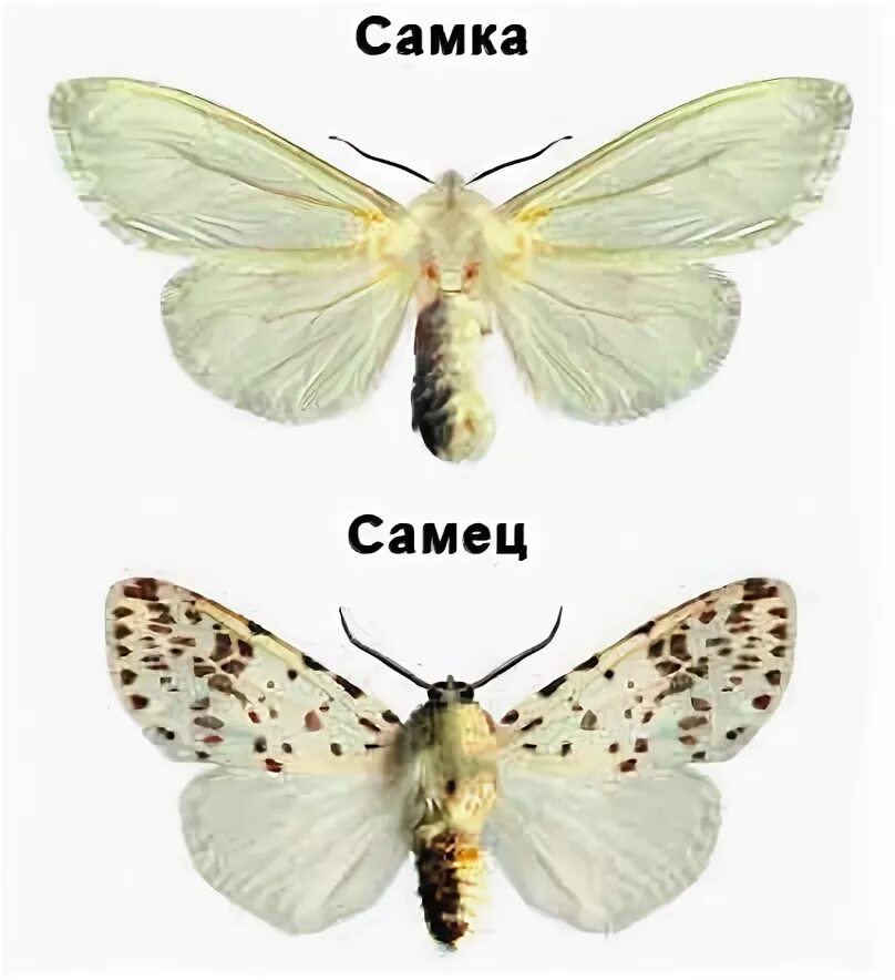 Пол у самок бабочки. Мотылек самка и самец отличия. Самки и самцы мотыльков. Бабочки самец и самка. Мотылек самец и самка.