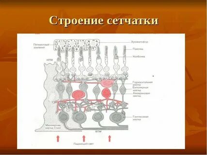 Структура сетчатки