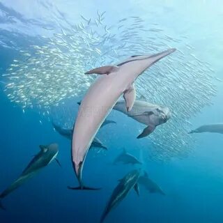 The dolphin a fish