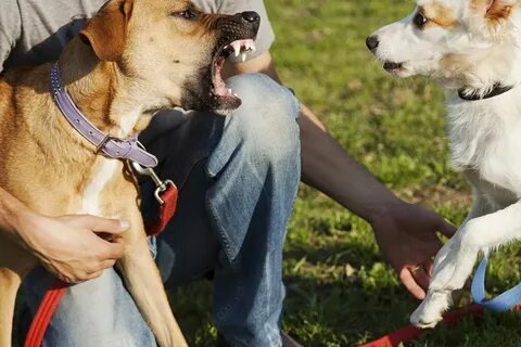 Dogs class